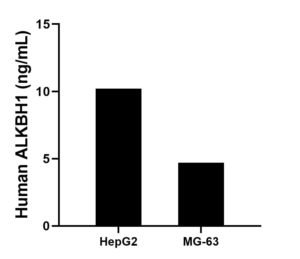 The mean ALKBH1 concentration was determined to be 10.2 ng/mL in HepG2 cell extract based on a 1.2 mg/mL extract load, 4.7 ng/mL in MG-63 cell extract based on a 1.2 mg/mL extract load. Cytometric bead array sample test of MP03012-1