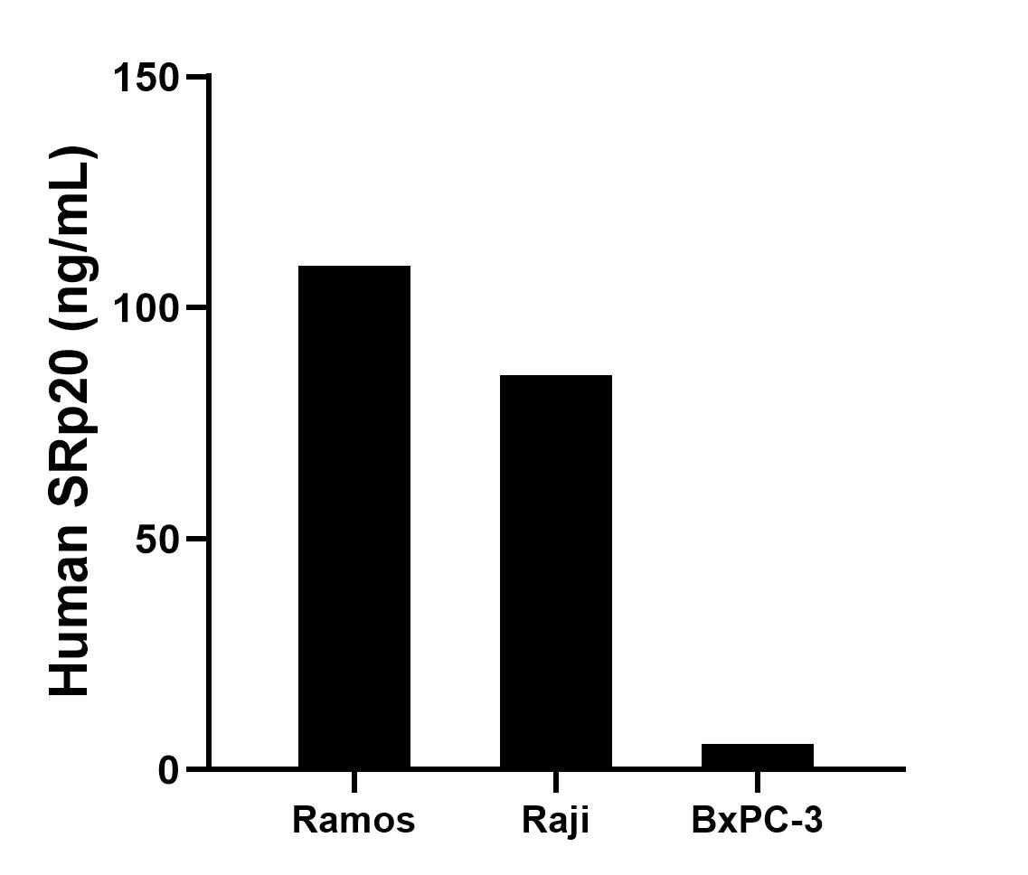 The mean SRp20 concentration was determined to be 109.1 ng/mL in Ramos cell extract based on a 1.2 mg/mL extract load, 85.5 ng/mL in Raji cell extract based on a 1.2 mg/mL extract load, 5.6 ng/mL in BxPC-3 cell extract based on a 1.2 mg/mL extract load. Cytometric bead array sample test of MP03029-1