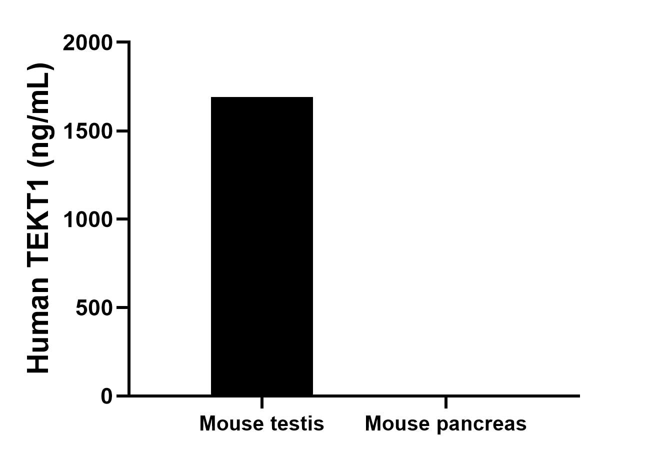 The mean TEKT1 concentration was determined to be 1691.4 ng/mL in mouse testis tissue extract based on a 4.2 mg/mL extract load, mouse pancreas tissue extract were served as a negative control. Cytometric bead array sample test of MP03082-1