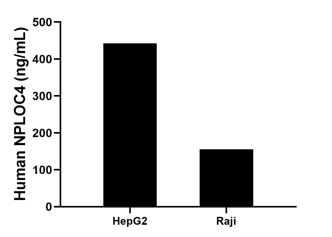 The mean NPLOC4 concentration was determined to be 442.3 ng/mL in HepG2 cell extract based on a 1.2 mg/mL extract load, 155.9 ng/mL in Raji cell extract based on a 1.2 mg/mL extract load.