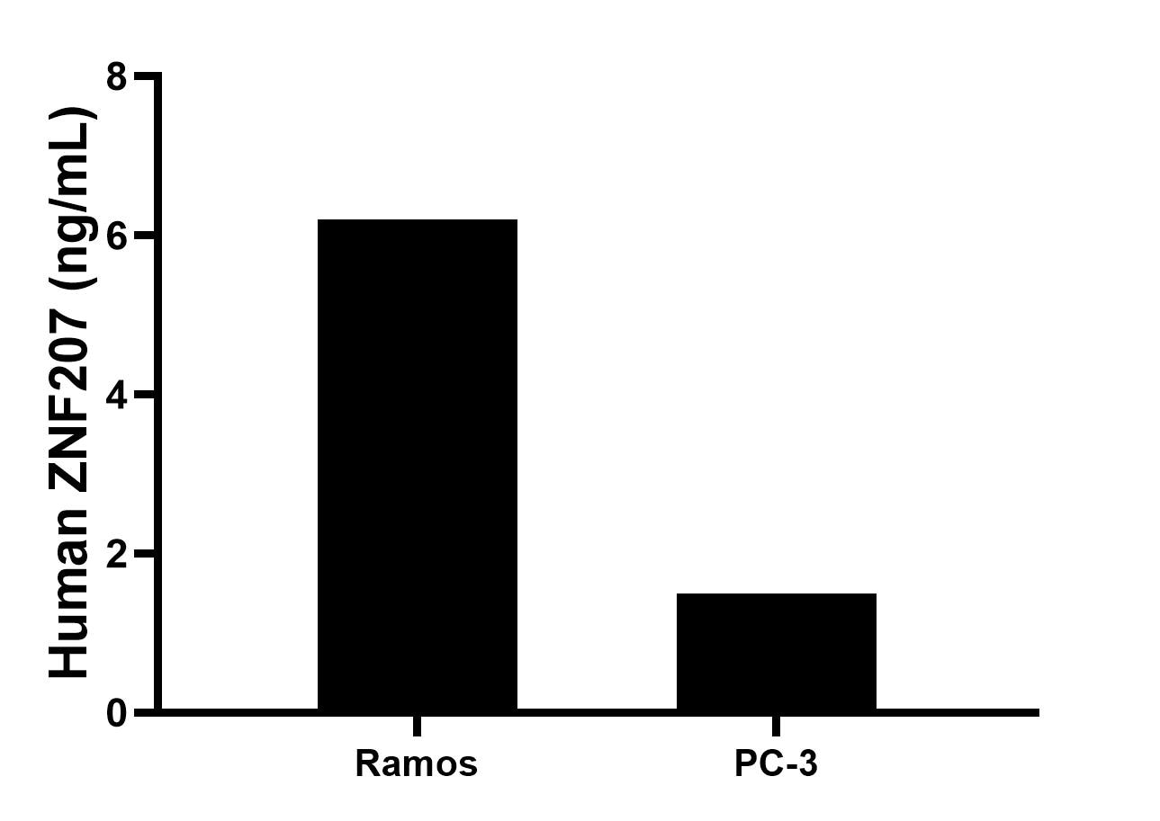 Cytometric bead array sample test of MP03134-1 Cytometric bead array sample test of MP03134-1
