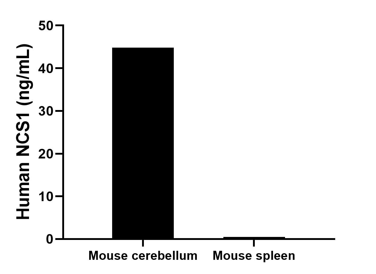 The mean NCS1 concentration was determined to be 44.8 ng/mL in mouse cerebellum tissue extract based on a 6.0 mg/mL extract load, 0.3 ng/mL in mouse spleen tissue extract based on a 6.4 mg/mL extract load. The mean NCS1 concentration was determined to be 44.8 ng/mL in mouse cerebellum tissue extract based on a 6.0 mg/mL extract load, 0.3 ng/mL in mouse spleen tissue extract based on a 6.4 mg/mL extract load.