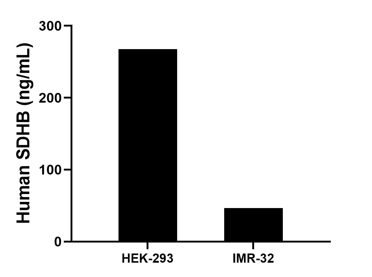 The mean SDHB concentration was determined to be 267.6 ng/mL in HEK-293 cell extract based on a 1.5 mg/mL extract load, 46.4 ng/mL in IMR-32 cell extract based on a 1.7 mg/mL extract load.