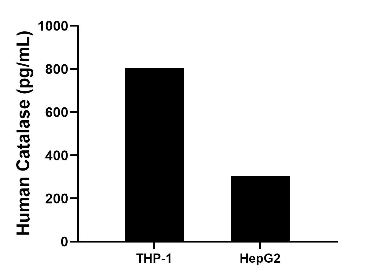 Cytometric bead array sample test of MP03219-1