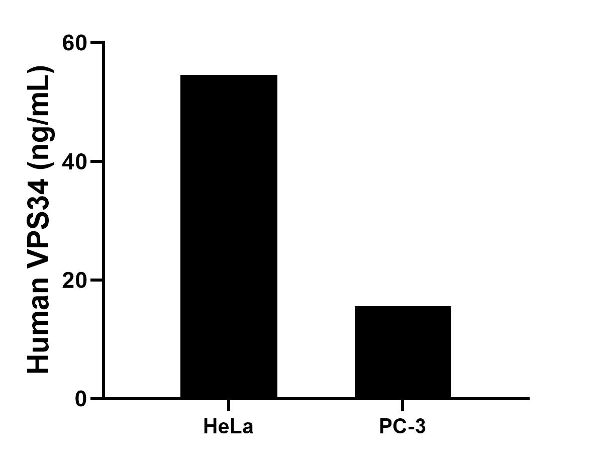 Cytometric bead array sample test of MP03292-1 Cytometric bead array sample test of MP03292-1