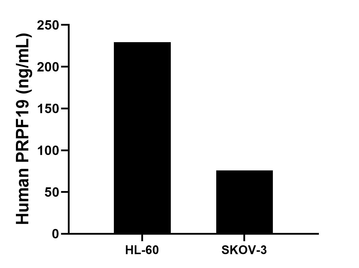 The mean PRPF19 concentration was determined to be 229.4 ng/mL in HL-60 cell extract based on a 1.2 mg/mL extract load, 75.8 ng/mL in SKOV-3 cell extract based on a 1.2 mg/mL extract load. The mean PRPF19 concentration was determined to be 229.4 ng/mL in HL-60 cell extract based on a 1.2 mg/mL extract load, 75.8 ng/mL in SKOV-3 cell extract based on a 1.2 mg/mL extract load.