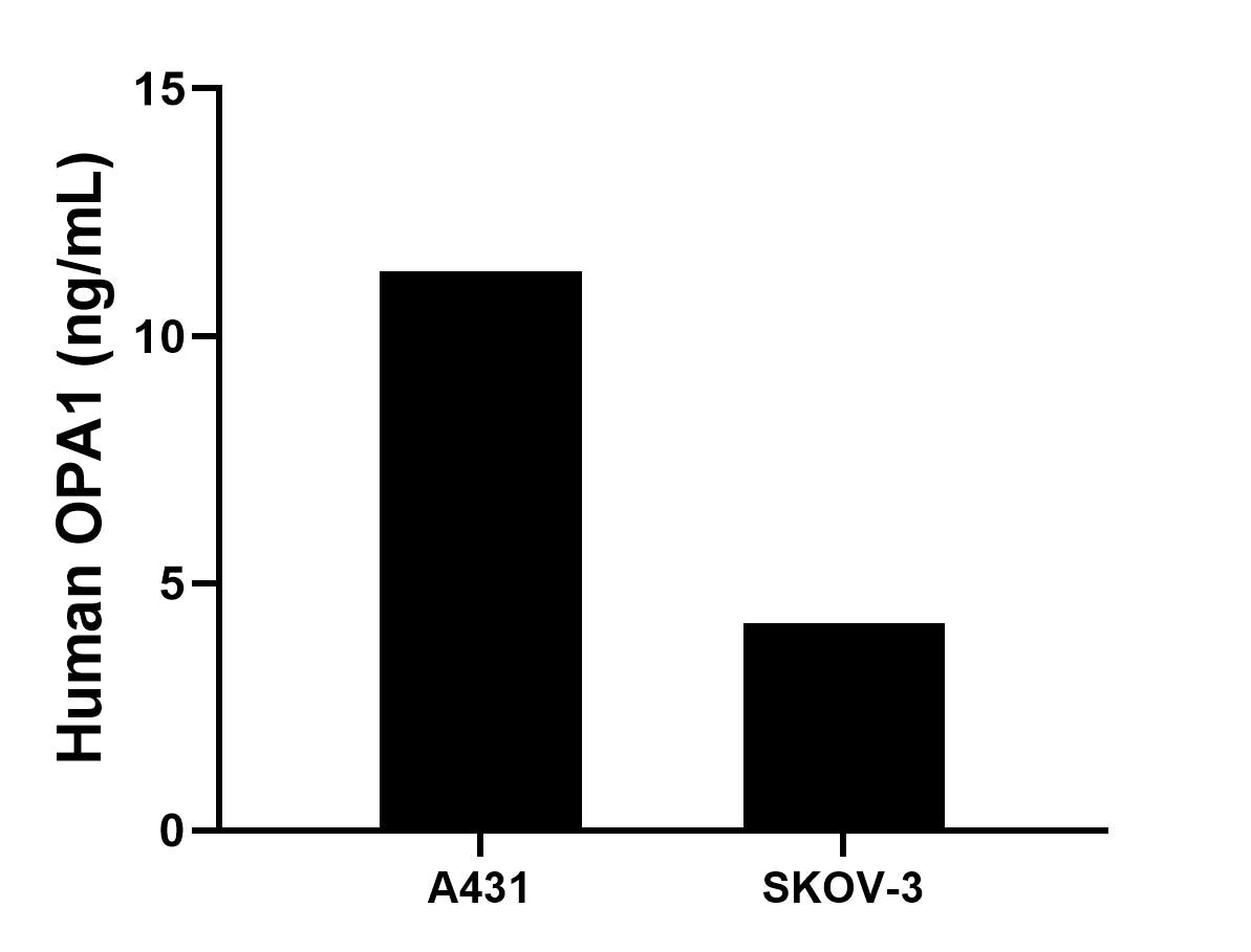 Cytometric bead array sample test of MP03472-1