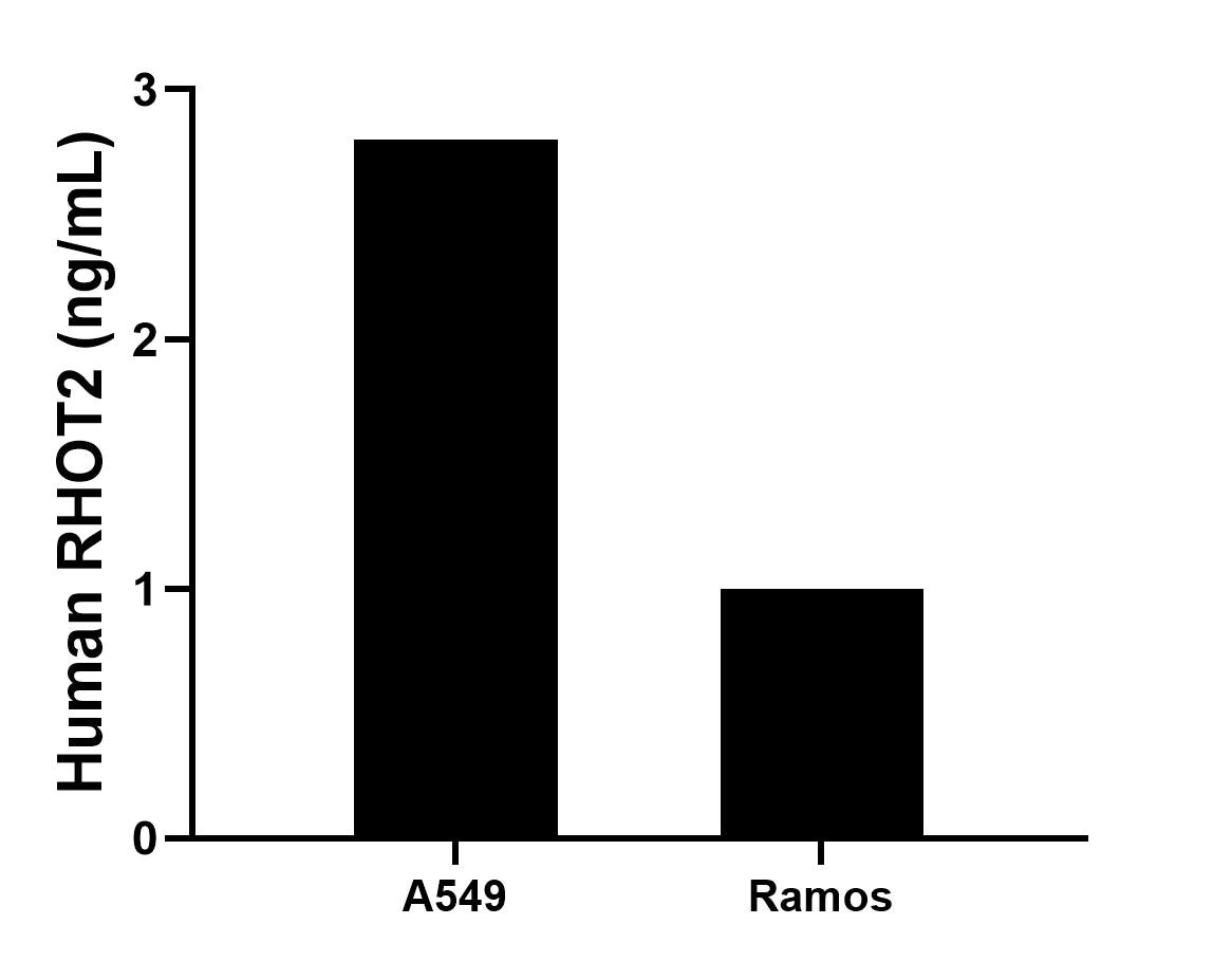 The mean RHOT2 concentration was determined to be 2.8 ng/mL in A549 cell extract based on a 1.2 mg/mL extract load, 1.0 ng/mL in Ramos cell extract based on a 1.2 mg/mL extract load. The mean RHOT2 concentration was determined to be 2.8 ng/mL in A549 cell extract based on a 1.2 mg/mL extract load, 1.0 ng/mL in Ramos cell extract based on a 1.2 mg/mL extract load.