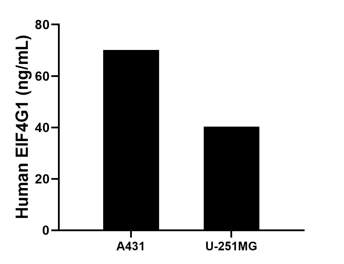 The mean EIF4G1 concentration was determined to be 70.1 ng/mL in A431 cell extract based on a 1.0 mg/mL extract load, 40.3 ng/mL in U-251MG cell extract based on a 1.0 mg/mL extract load.
