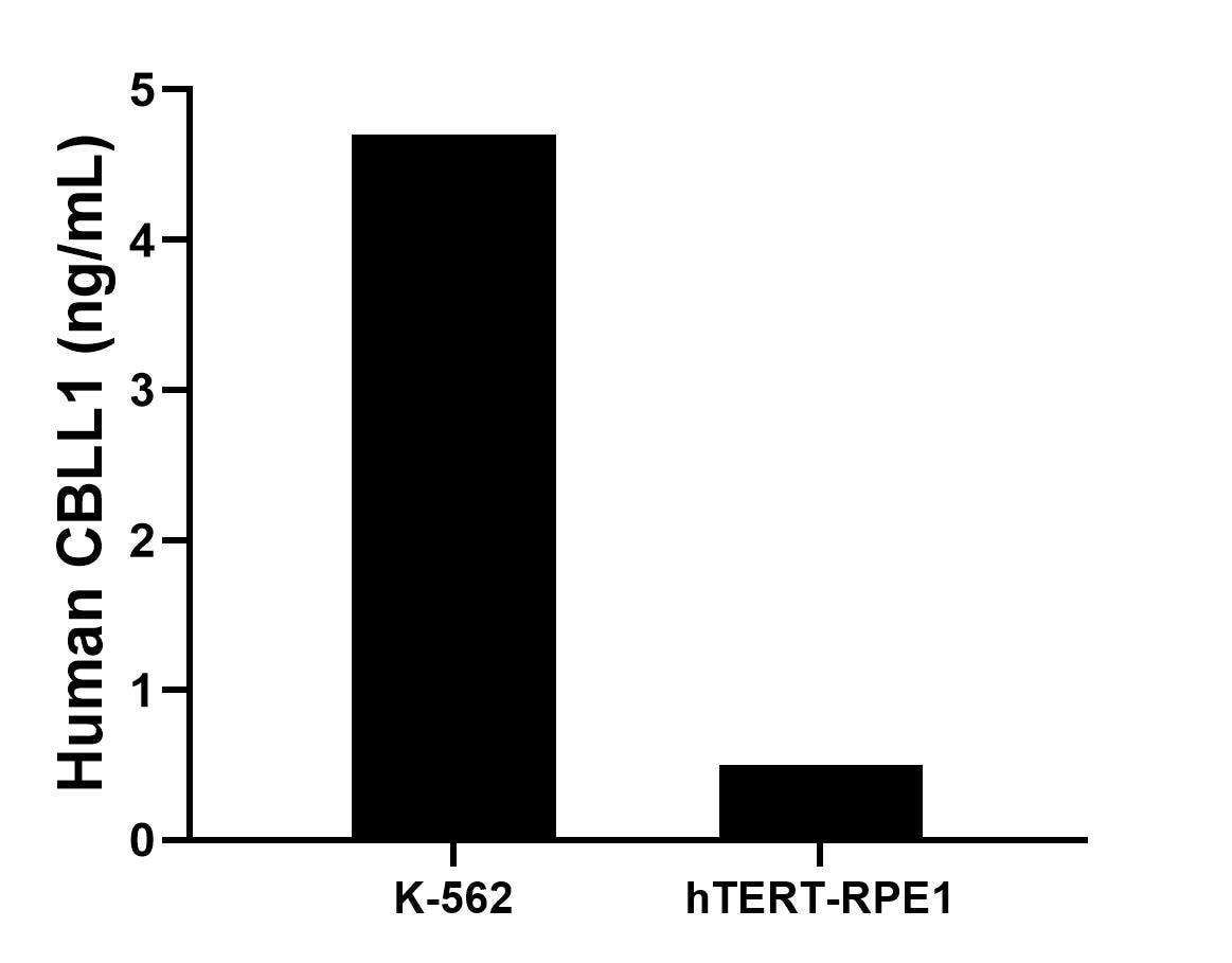 The mean CBLL1 concentration was determined to be 4.7 ng/mL in K-562 cell extract based on a 1.2 mg/mL extract load, 0.5 ng/mL in hTERT-RPE1 cell extract based on a 1.2 mg/mL extract load. The mean CBLL1 concentration was determined to be 4.7 ng/mL in K-562 cell extract based on a 1.2 mg/mL extract load, 0.5 ng/mL in hTERT-RPE1 cell extract based on a 1.2 mg/mL extract load.