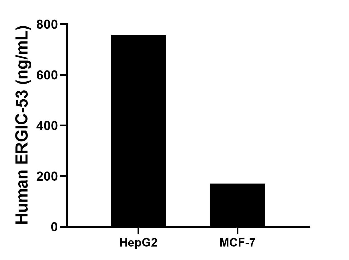 The mean ERGIC-53 concentration was determined to be 759.0 ng/mL in HepG2 cell extract based on a 1.2 mg/mL extract load, 170.6 ng/mL in MCF-7 cell extract based on a 1.2 mg/mL extract load. The mean ERGIC-53 concentration was determined to be 759.0 ng/mL in HepG2 cell extract based on a 1.2 mg/mL extract load, 170.6 ng/mL in MCF-7 cell extract based on a 1.2 mg/mL extract load.