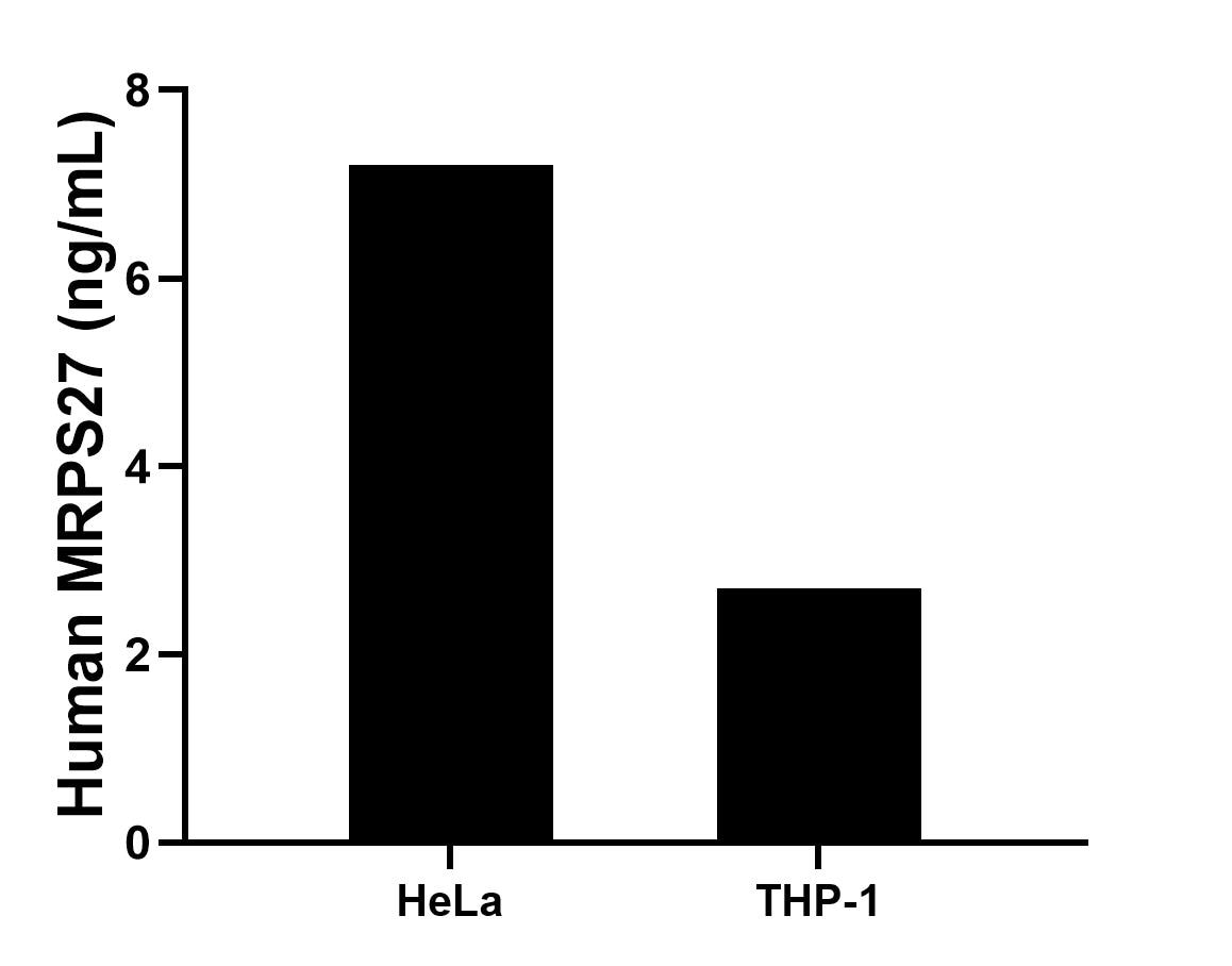 The mean MRPS27 concentration was determined to be 7.2 ng/mL in HeLa cell extract based on a 1.2 mg/mL extract load, 2.7 ng/mL in THP-1 cell extract based on a 1.2 mg/mL extract load. The mean MRPS27 concentration was determined to be 7.2 ng/mL in HeLa cell extract based on a 1.2 mg/mL extract load, 2.7 ng/mL in THP-1 cell extract based on a 1.2 mg/mL extract load.