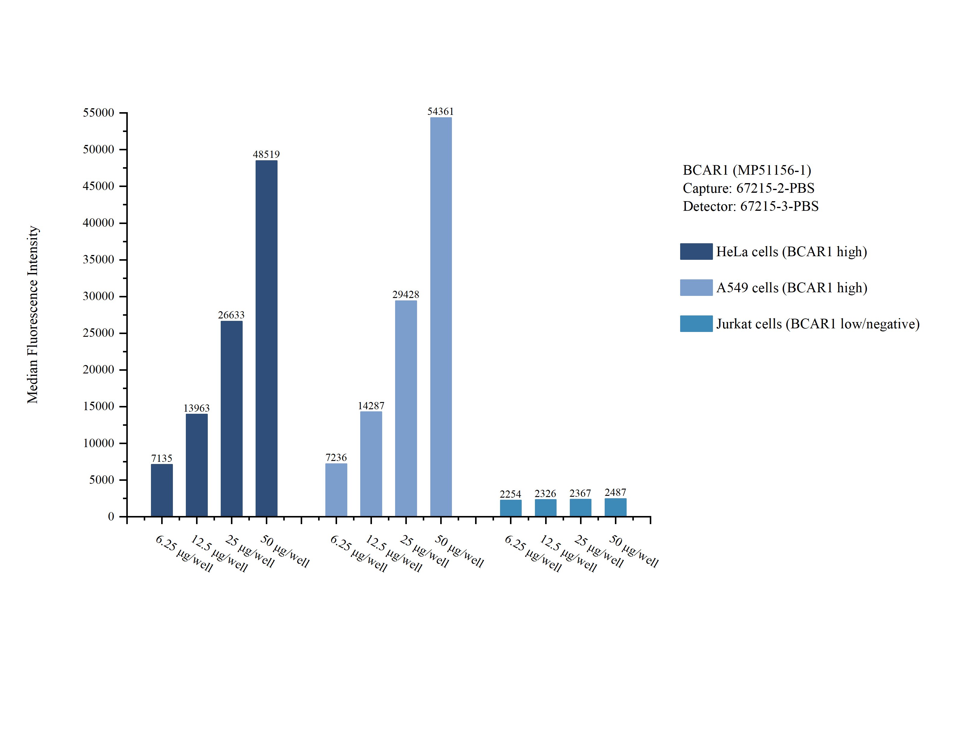 Cytometric bead array sample test of MP51156-1, p130Cas / BCAR1 Monoclonal Matched Antibody Pair, PBS Only. Capture antibody: 67215-2-PBS. Detection antibody: 67215-3-PBS. Cytometric bead array sample test of MP51156-1