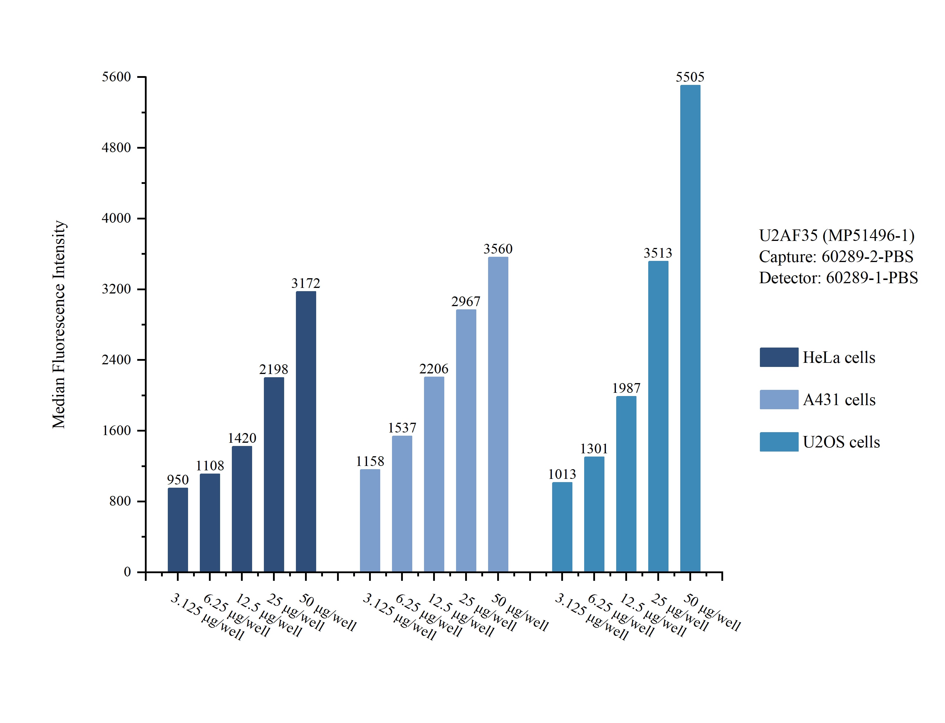 Cytometric bead array sample test of MP51496-1, U2AF35 Monoclonal Matched Antibody Pair, PBS Only. Capture antibody: 60289-2-PBS. Detection antibody: 60289-1-PBS. Cytometric bead array sample test of MP51496-1