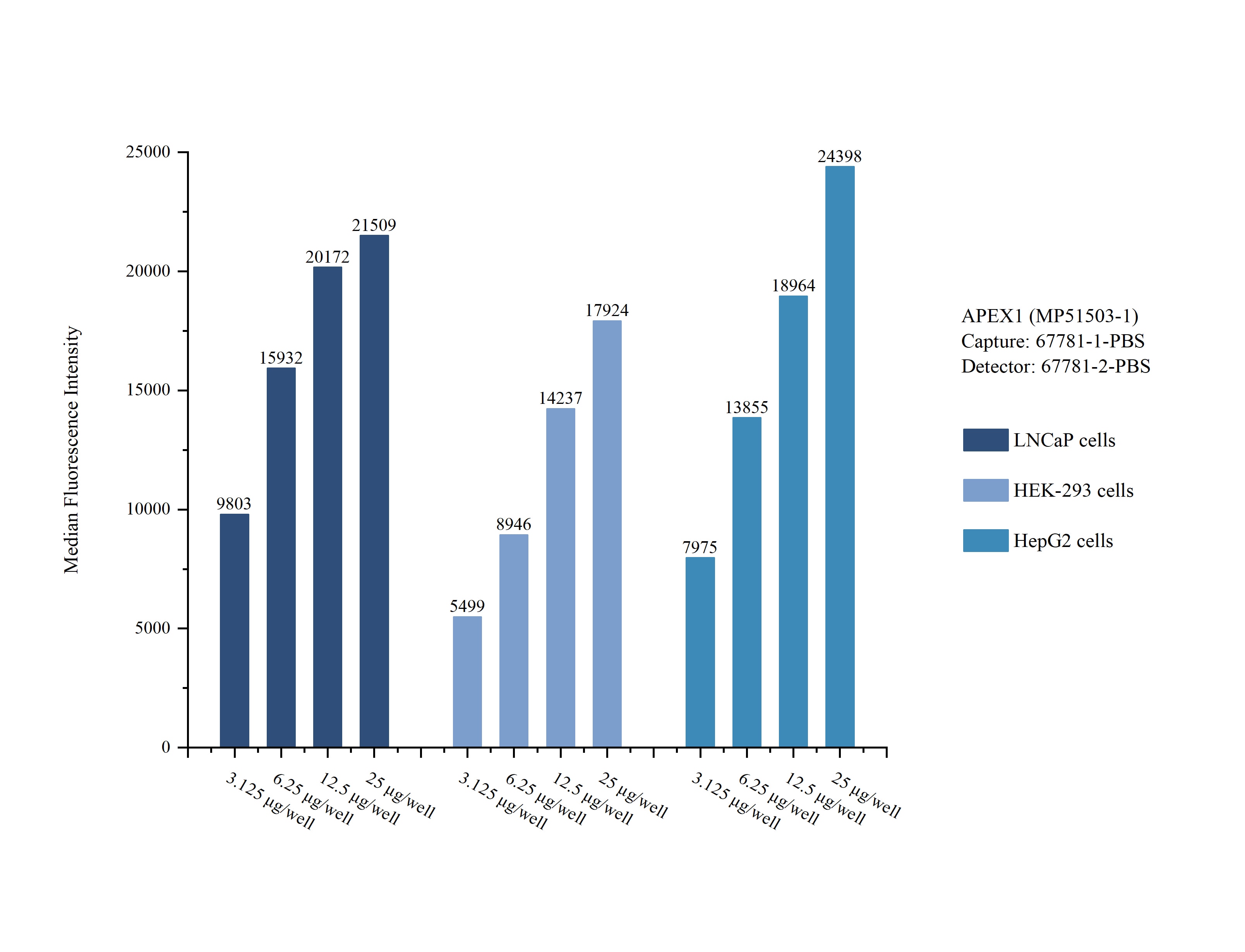 Cytometric bead array sample test of MP51503-1, APEX1 Monoclonal Matched Antibody Pair, PBS Only. Capture antibody: 67781-1-PBS. Detection antibody: 67781-2-PBS. Cytometric bead array sample test of MP51503-1