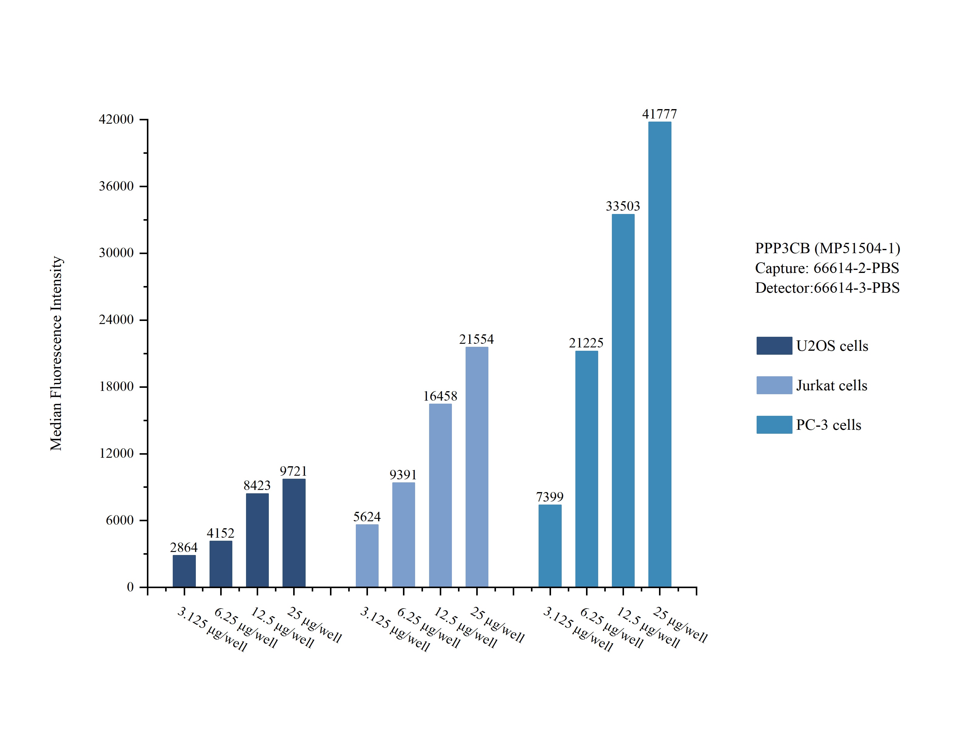 Cytometric bead array sample test of MP51504-1, PPP3CB Monoclonal Matched Antibody Pair, PBS Only. Capture antibody: 66614-2-PBS. Detection antibody: 66614-3-PBS. Cytometric bead array sample test of MP51504-1