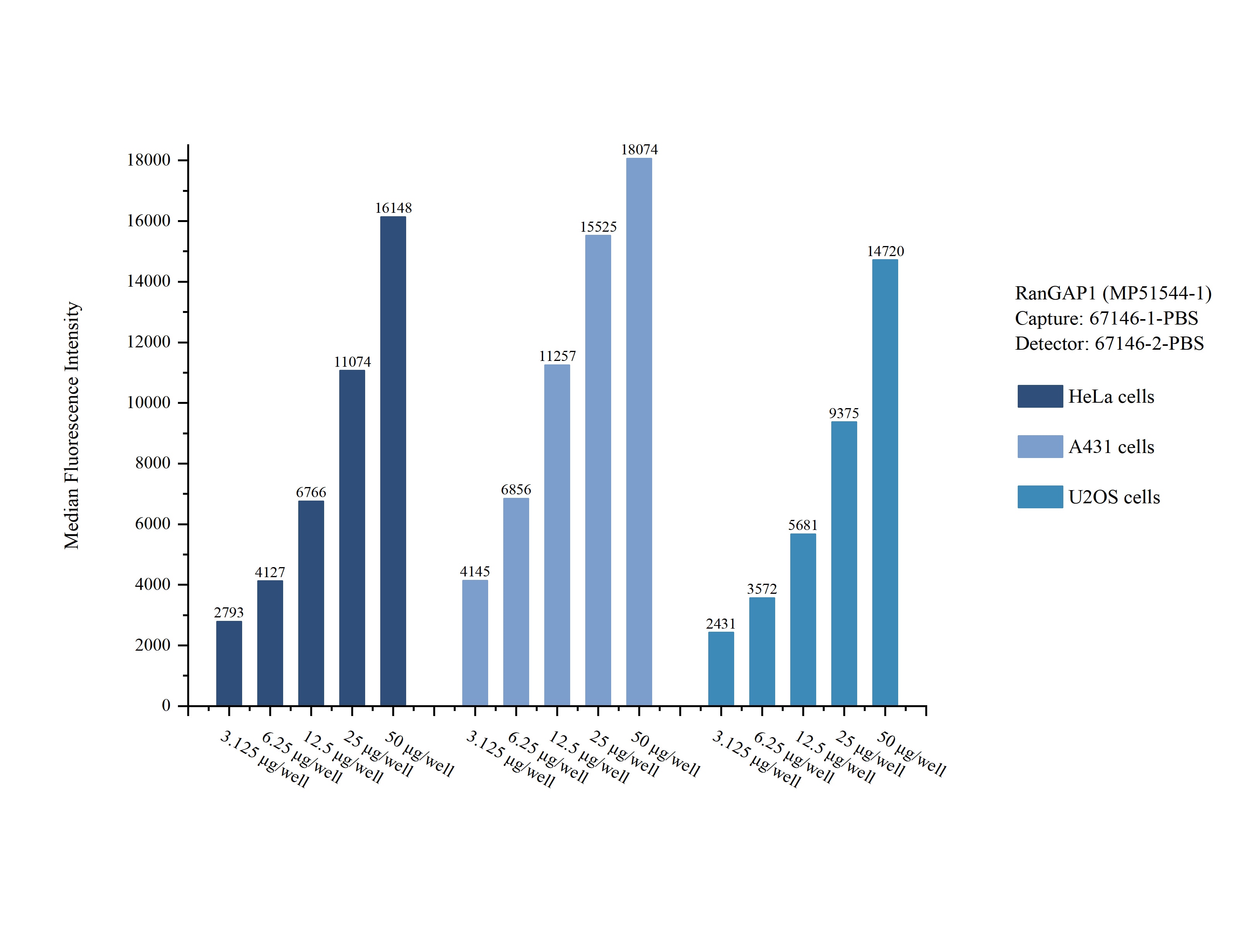 Cytometric bead array sample test of MP51544-1, RanGAP1 Monoclonal Matched Antibody Pair, PBS Only. Capture antibody: 67146-1-PBS. Detection antibody: 67146-2-PBS. Cytometric bead array sample test of MP51544-1