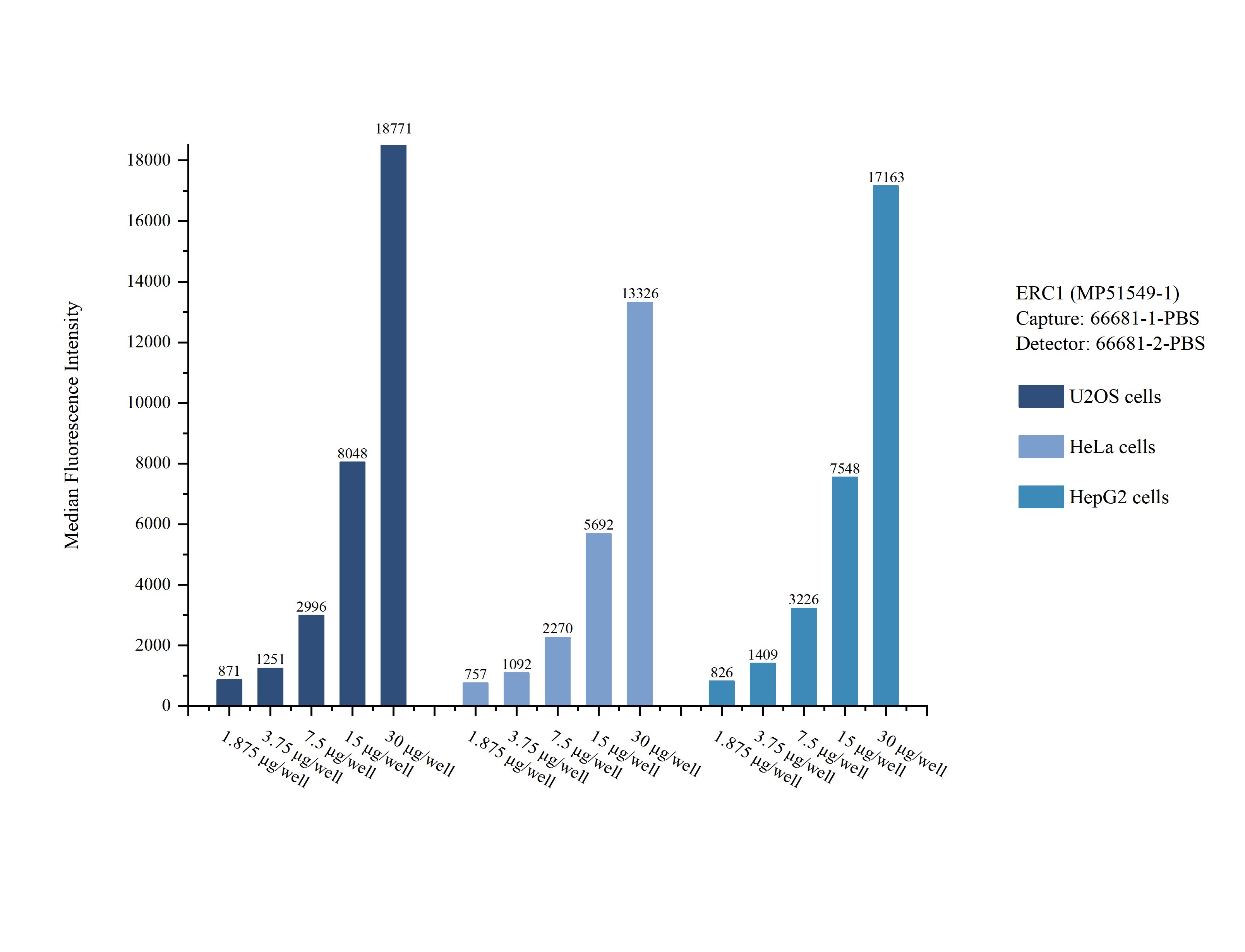 Cytometric bead array sample test of MP51549-1, ERC1 Monoclonal Matched Antibody Pair, PBS Only. Capture antibody: 66681-1-PBS. Detection antibody: 66681-2-PBS. Cytometric bead array sample test of MP51549-1