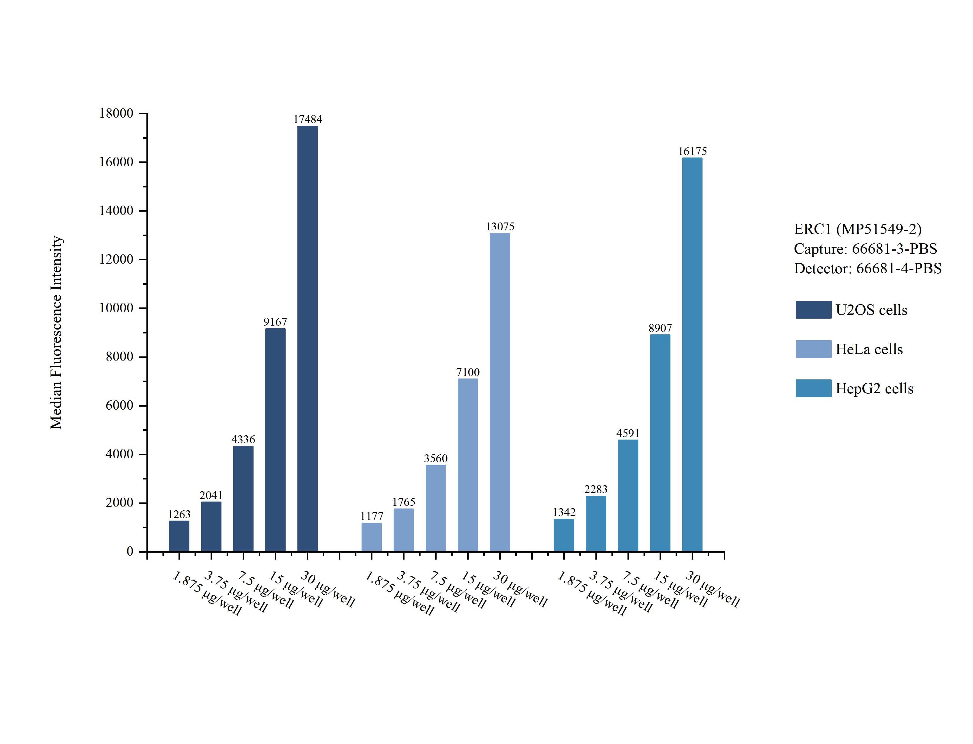 Cytometric bead array sample test of MP51549-2, ERC1 Monoclonal Matched Antibody Pair, PBS Only. Capture antibody: 66681-3-PBS. Detection antibody: 66681-4-PBS. Cytometric bead array sample test of MP51549-2