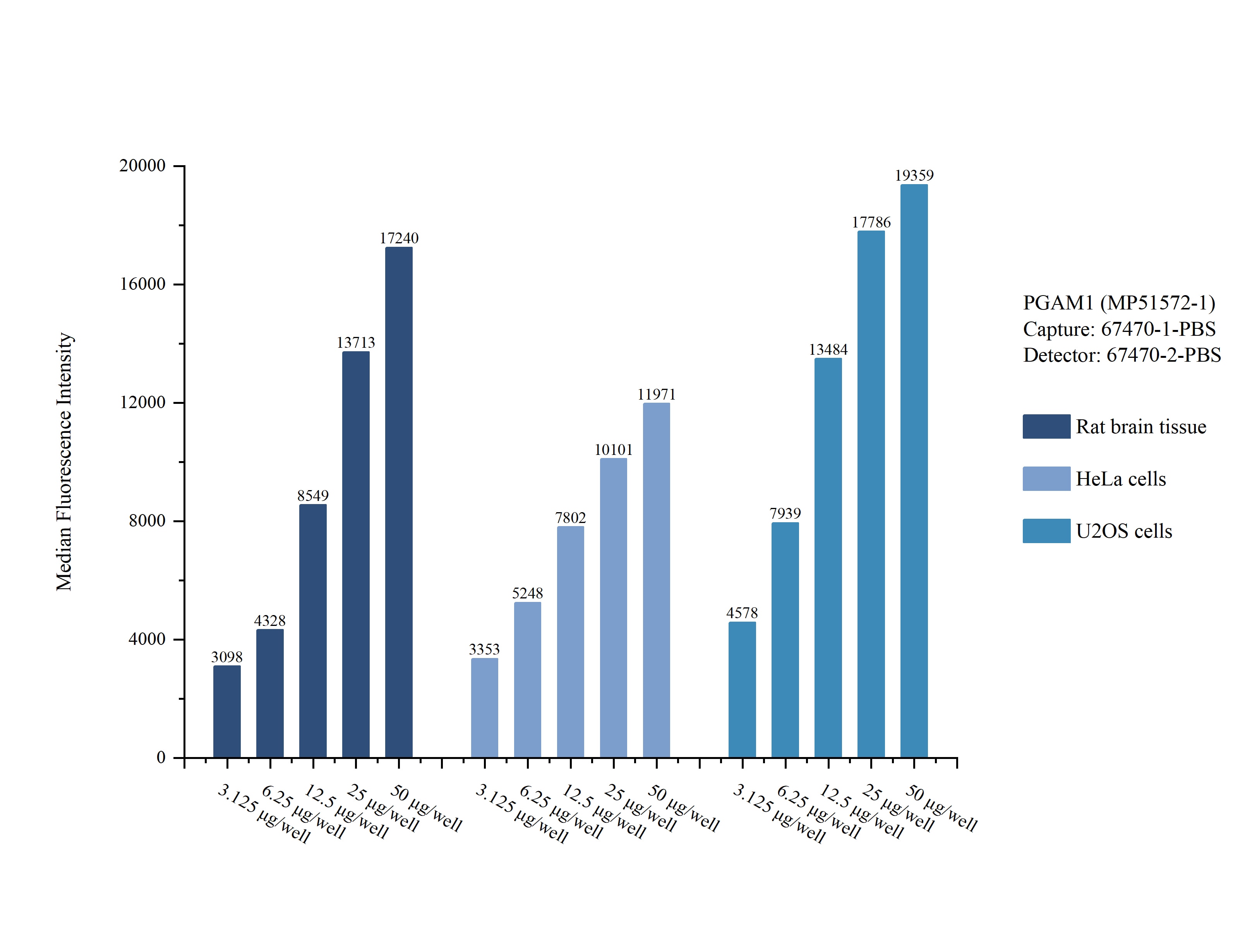 Cytometric bead array sample test of MP51572-1