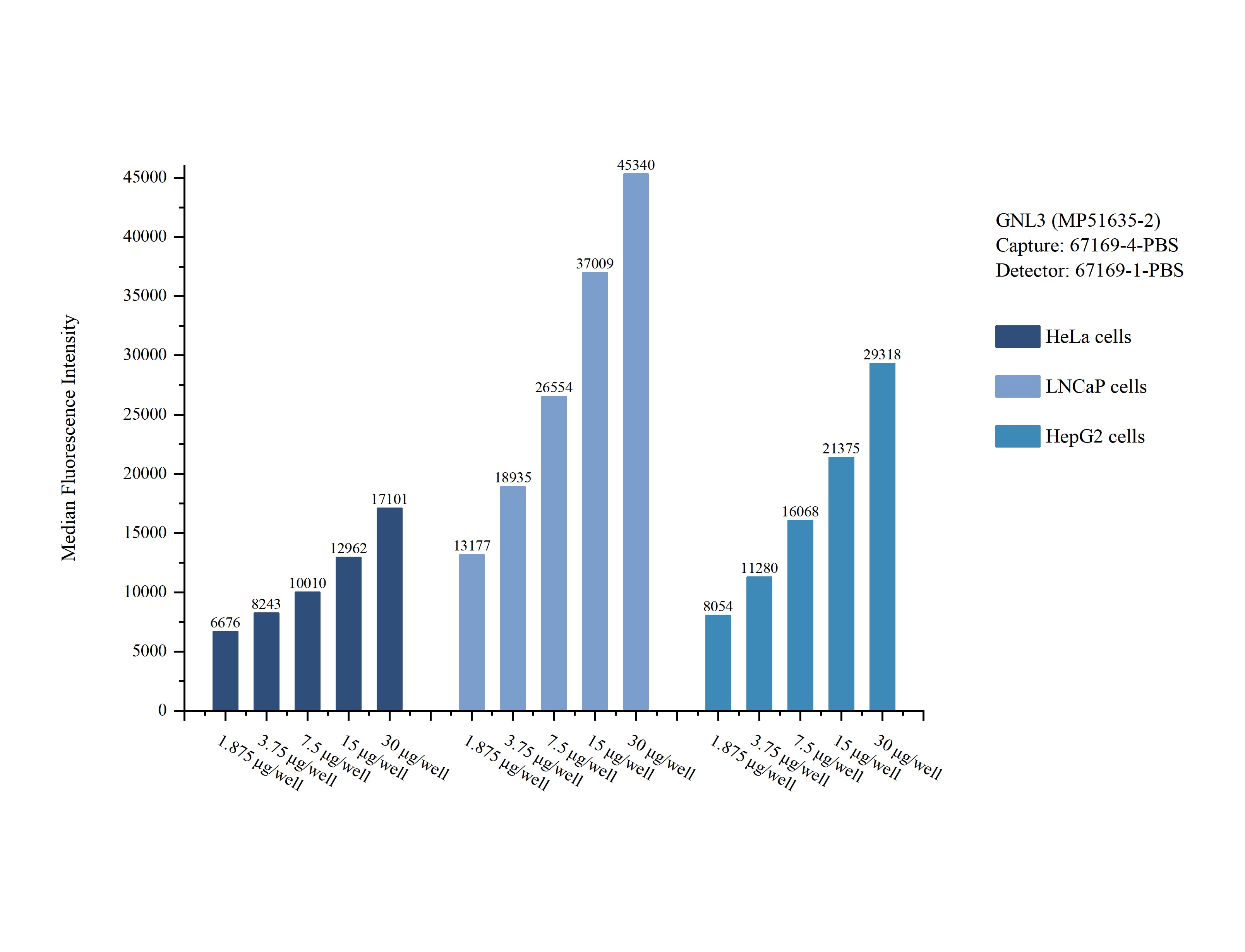 Cytometric bead array sample test of MP51635-2, GNL3 Monoclonal Matched Antibody Pair, PBS Only. Capture antibody: 67169-4-PBS. Detection antibody: 67169-1-PBS. Cytometric bead array sample test of MP51635-2