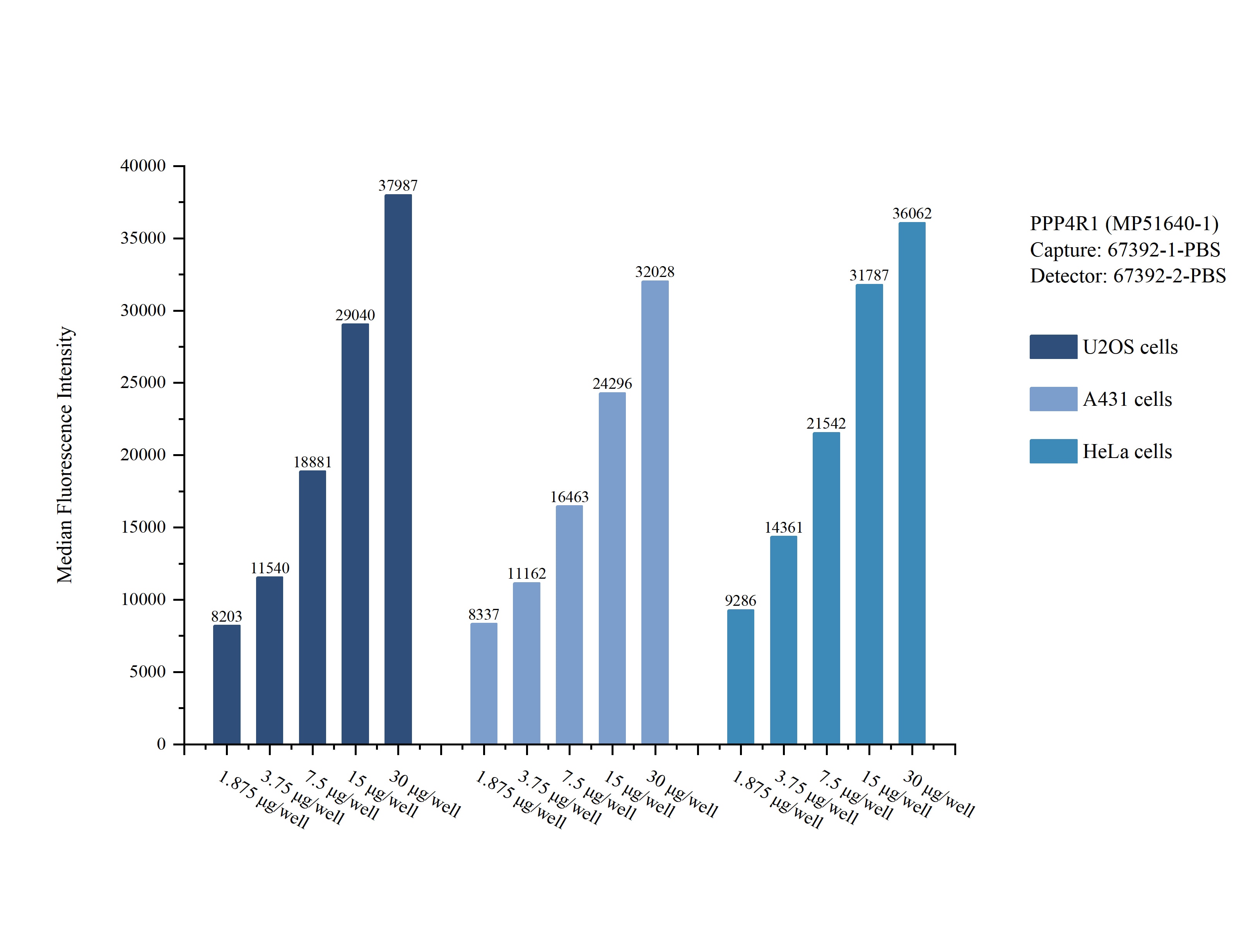 Cytometric bead array sample test of MP51640-1, PPP4R1 Monoclonal Matched Antibody Pair, PBS Only. Capture antibody: 67392-1-PBS. Detection antibody: 67392-2-PBS. Cytometric bead array sample test of MP51640-1