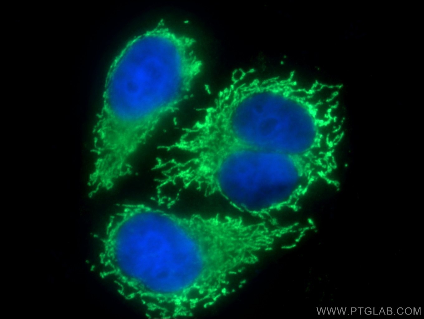 Immunofluorescence (IF) / fluorescent staining of HepG2 cells using D2HGDH Polyclonal antibody (13895-1-AP)