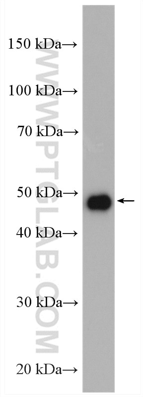 Western Blot (WB) analysis of mouse liver tissue using D2HGDH Polyclonal antibody (13895-1-AP)