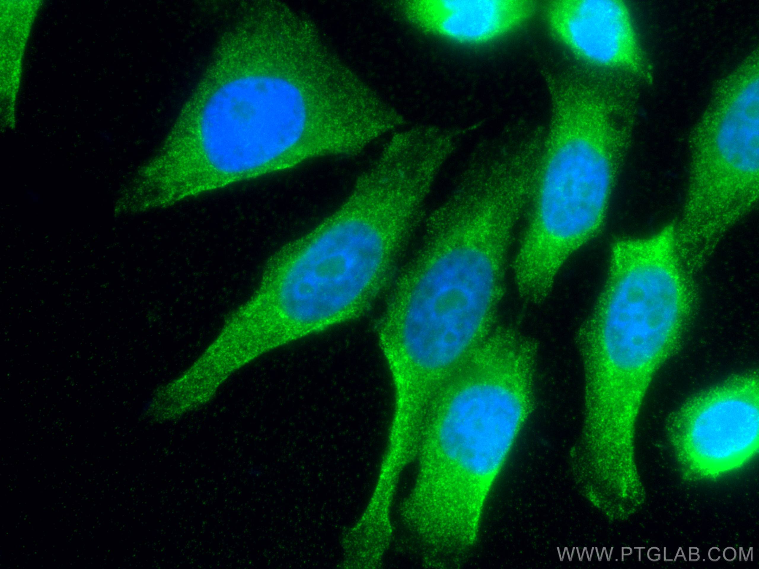Immunofluorescence (IF) / fluorescent staining of HepG2 cells using D2HGDH Monoclonal antibody (66364-1-Ig)
