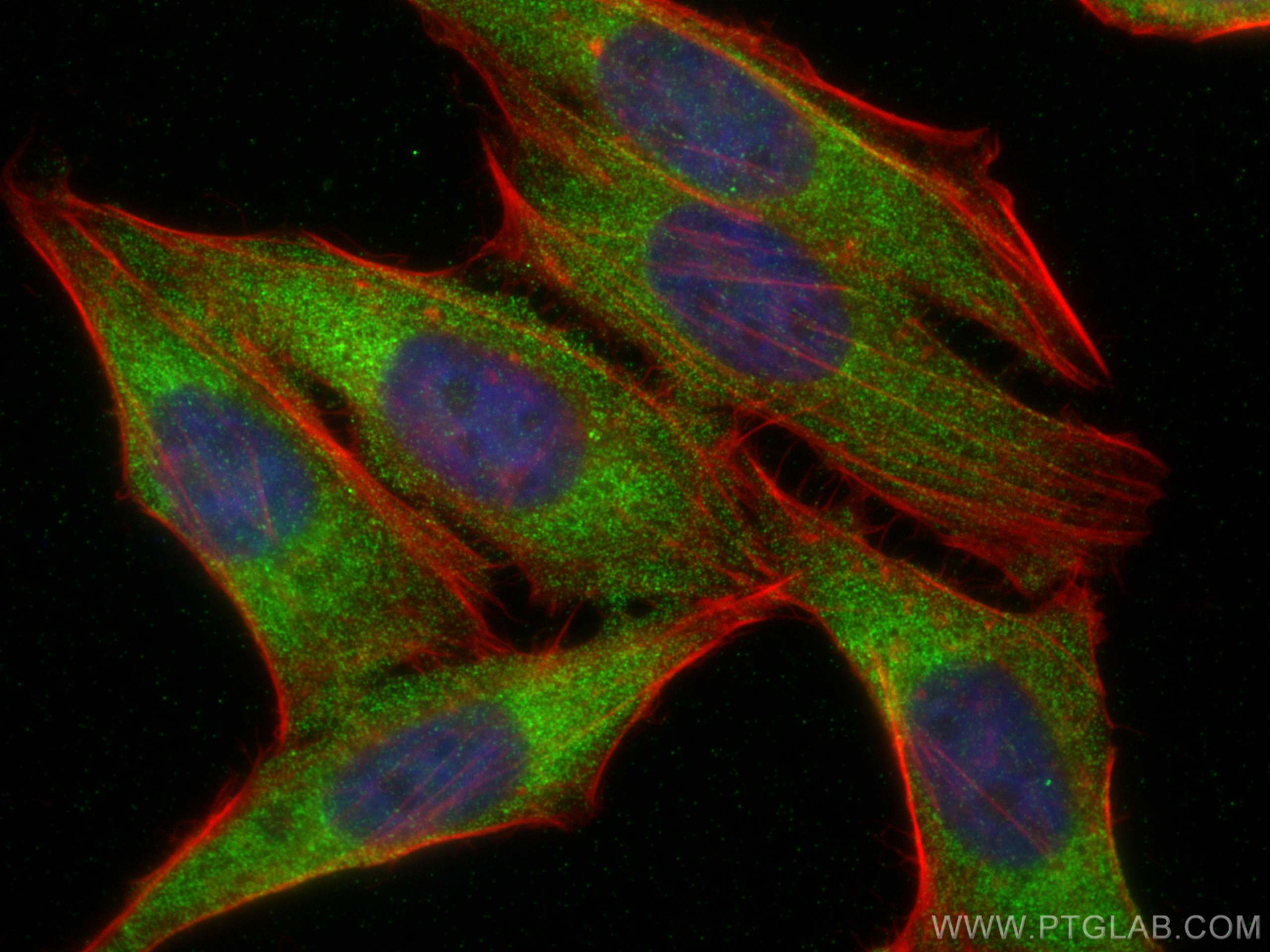 Immunofluorescence (IF) / fluorescent staining of HepG2 cells using D2HGDH Monoclonal antibody (66364-1-Ig)