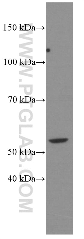 Western Blot (WB) analysis of NIH/3T3 cells using D2HGDH Monoclonal antibody (66364-1-Ig)
