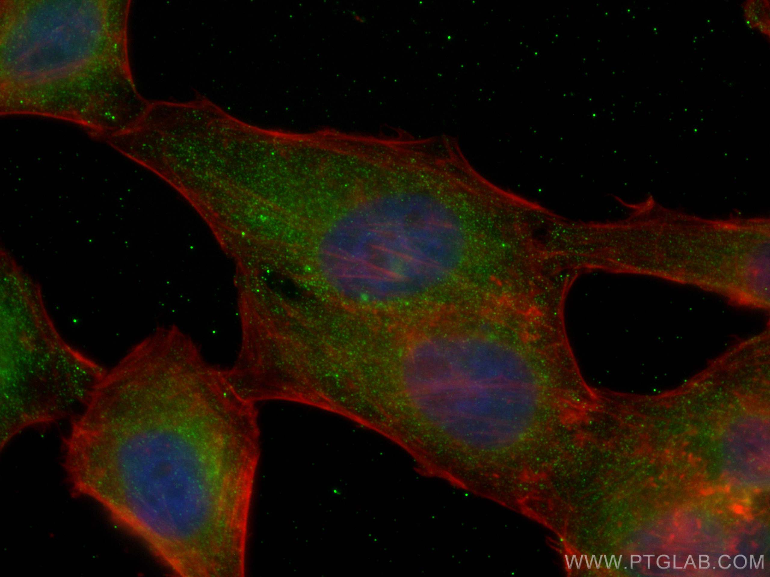 Immunofluorescence (IF) / fluorescent staining of HepG2 cells using CoraLite® Plus 488-conjugated D2HGDH Monoclonal an (CL488-66364)