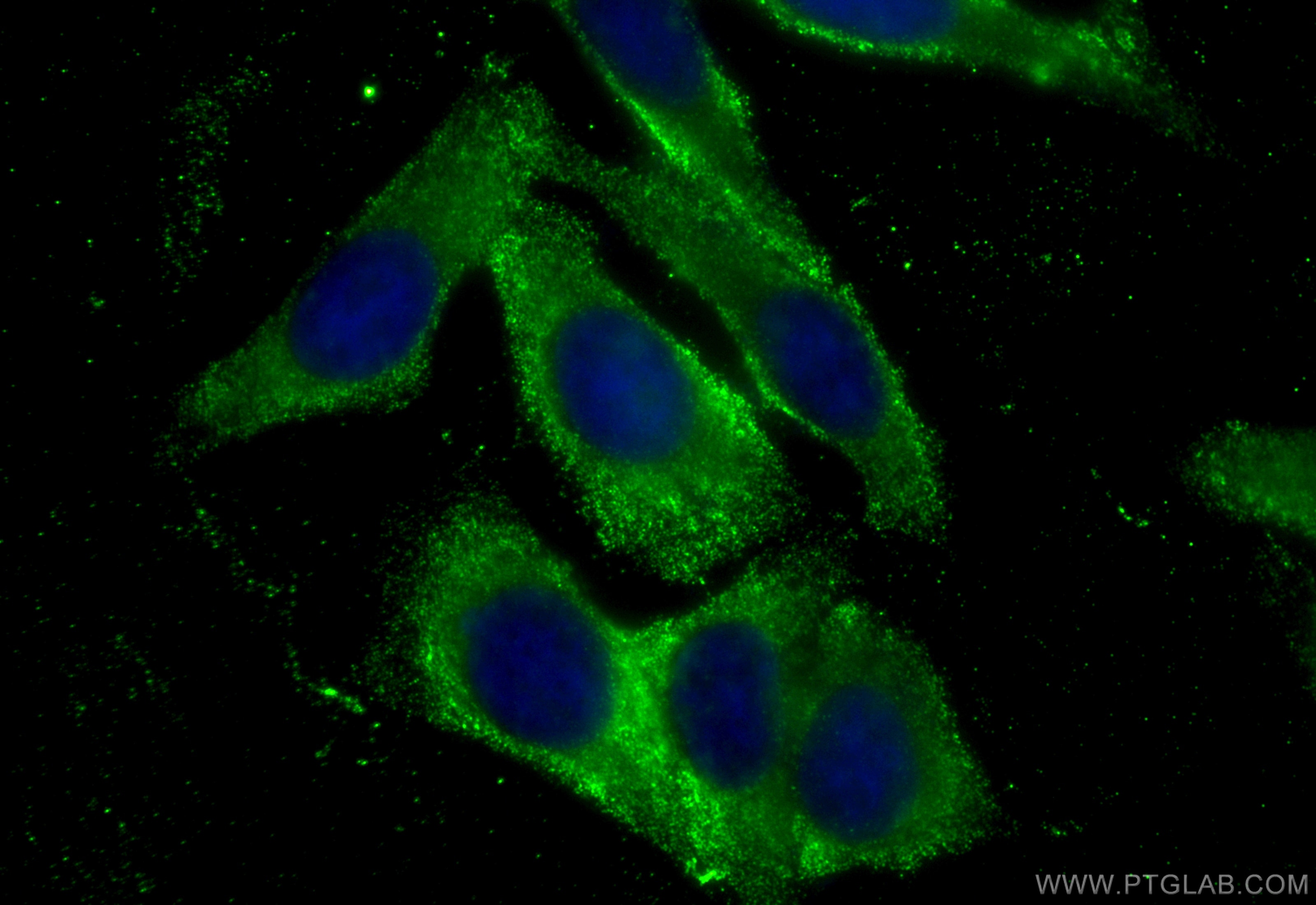 Immunofluorescence (IF) / fluorescent staining of HepG2 cells using CoraLite® Plus 488-conjugated D2HGDH Monoclonal an (CL488-66364)