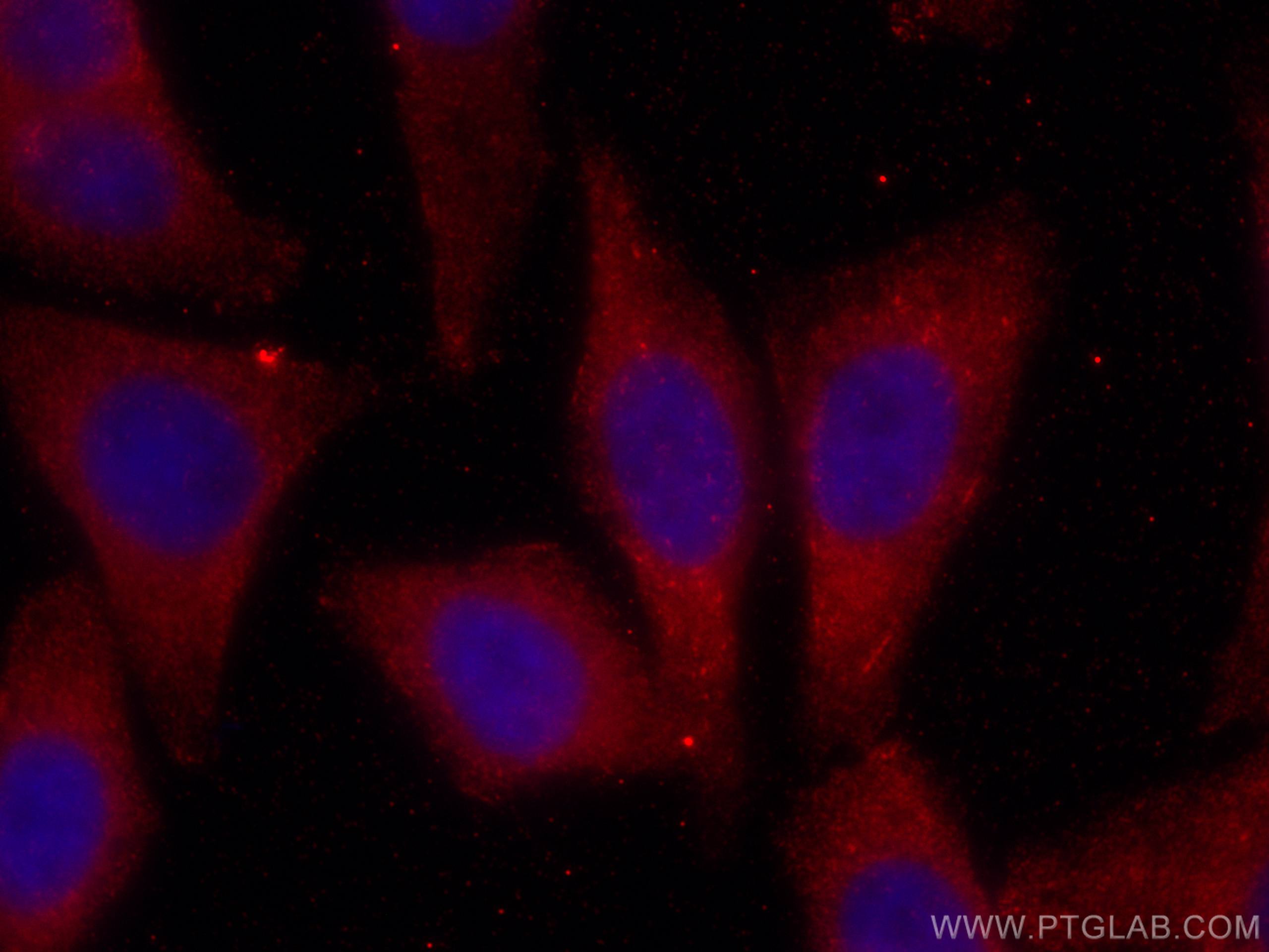 Immunofluorescence (IF) / fluorescent staining of HepG2 cells using CoraLite®594-conjugated D2HGDH Monoclonal antibody (CL594-66364)