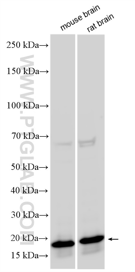 Western Blot (WB) analysis of various lysates using NSG1 Polyclonal antibody (19923-1-AP)