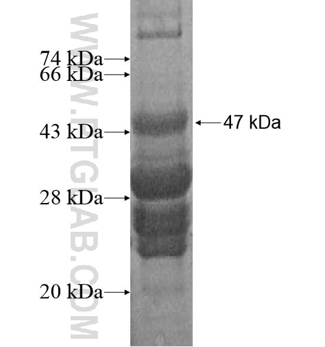 D4S234E fusion protein Ag13888 SDS-PAGE