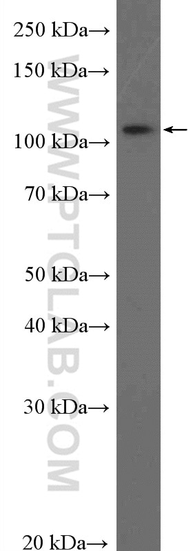 Western Blot (WB) analysis of human heart tissue using DAAM1 Polyclonal antibody (14876-1-AP)