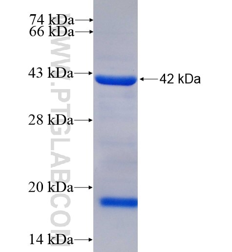 DAAM1 fusion protein Ag6809 SDS-PAGE