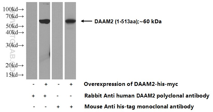 WB analysis of Transfected HEK-293 using 25206-1-AP