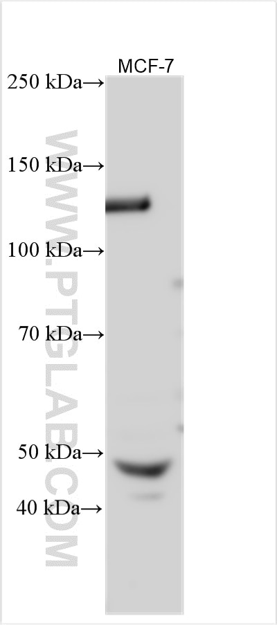 Western Blot (WB) analysis of various lysates using DAB1 Polyclonal antibody (31459-1-AP)