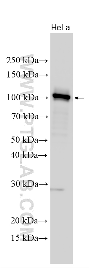 Western Blot (WB) analysis of various lysates using DAB2 Polyclonal antibody (10109-2-AP)
