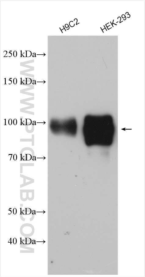 Western Blot (WB) analysis of various lysates using DACH1 Polyclonal antibody (10914-1-AP)