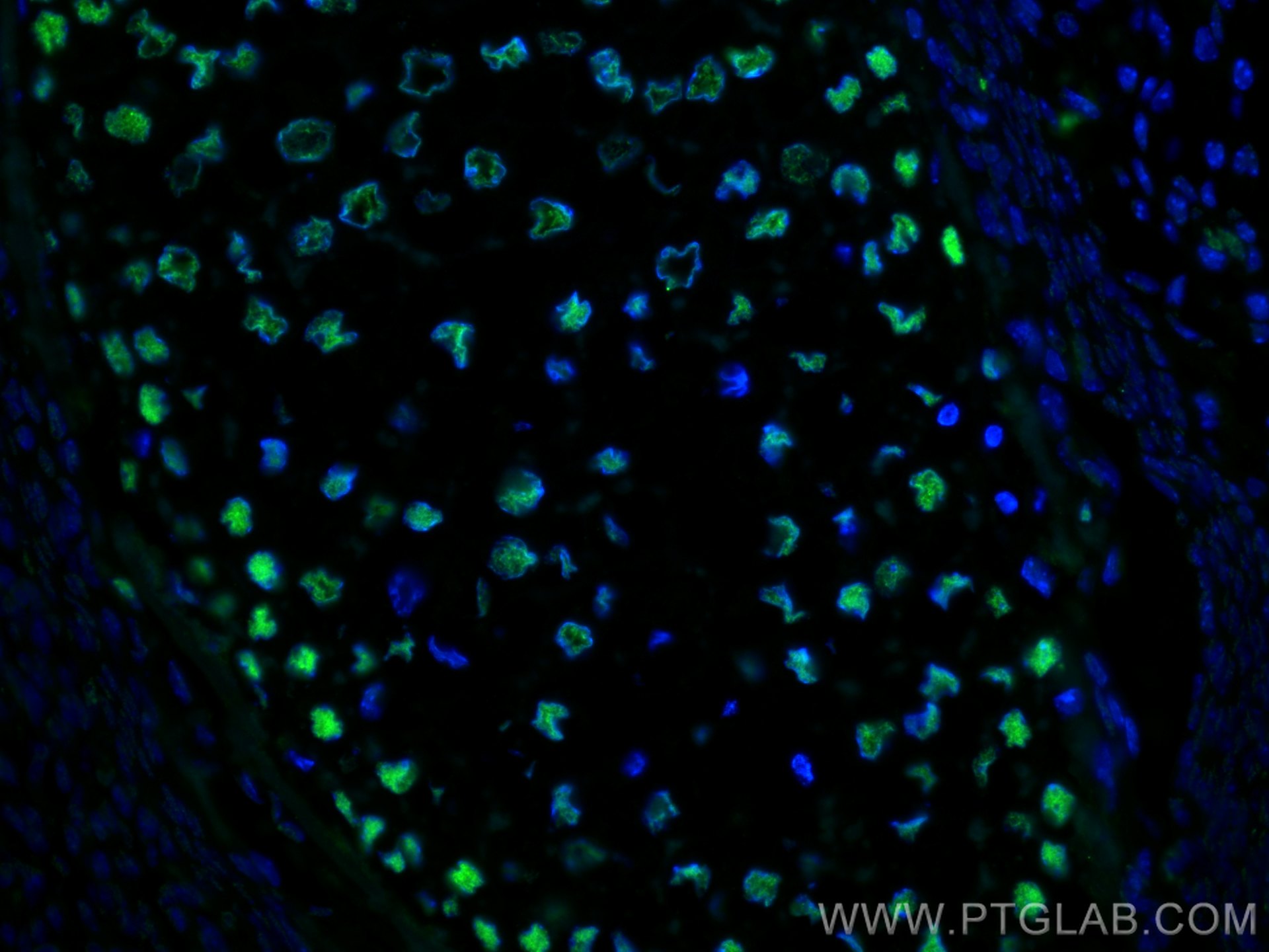 IF Staining of mouse embryo using 60082-1-Ig