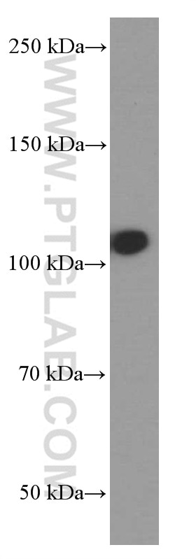 Western Blot (WB) analysis of C6 cells using DACH1 Monoclonal antibody (60082-1-Ig)