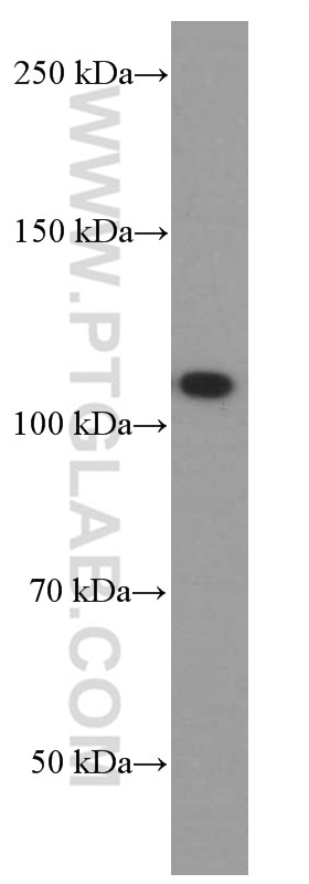 Western Blot (WB) analysis of L02 cells using DACH1 Monoclonal antibody (60082-1-Ig)