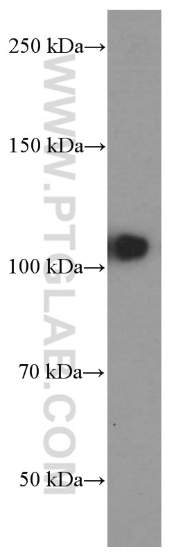 Western Blot (WB) analysis of MCF-7 cells using DACH1 Monoclonal antibody (60082-1-Ig)