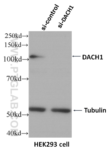 Western Blot (WB) analysis of HEK-293 cells using DACH1 Monoclonal antibody (60082-1-Ig)