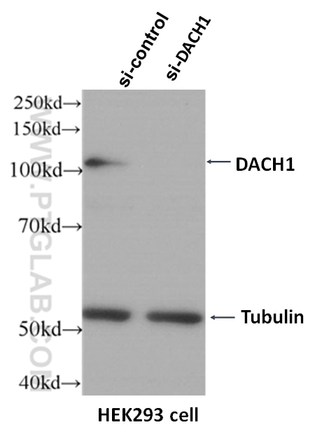 WB analysis of HEK-293 using 60082-1-Ig