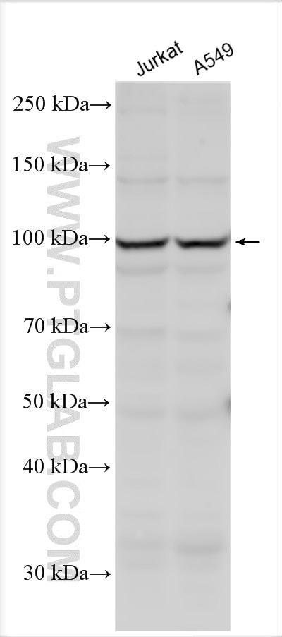 Western Blot (WB) analysis of various lysates using DACT1 Polyclonal antibody (27237-1-AP)