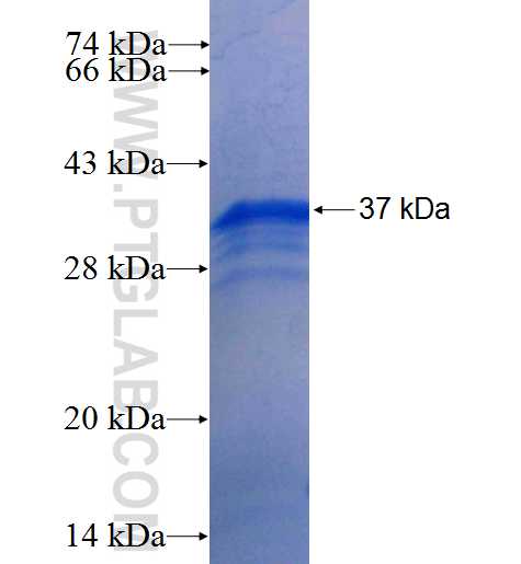 DACT1 fusion protein Ag26096 SDS-PAGE